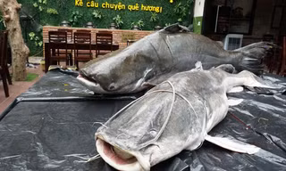 Cá lăng nặng 86 kg, còn cá tra dầu nặng 163 kg
