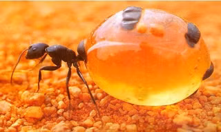 Kiến mật có chiếc bụng to bằng một quả nho. Ảnh: Strange Animals.