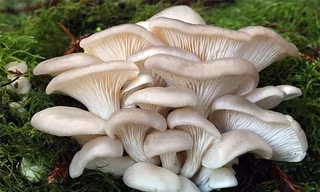 Nấm sò.