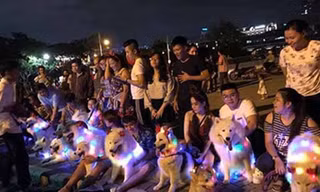 Giới trẻ biến chó cưng thành cây thông Noel di động dạo phố