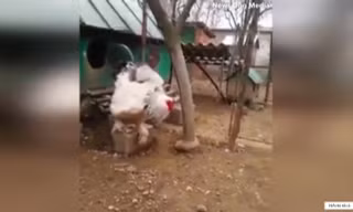 Vua gà gần 5 kg ở Kosovo gây sốt mạng xã hội