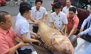 Con cá hô “khủng” có chiều dài hơn 1,5m, phải huy động nhiều người mới nhấc được.