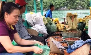 Câu lạc bộ tình nguyện "trái tim Việt" ở Hải Phòng ra xã Việt Hải thu mua vải giúp người dân. Ảnh: CTV