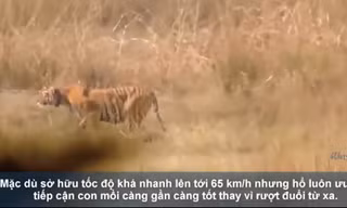 Hổ săn lợn rừng 'khủng' nặng hơn 100 kg