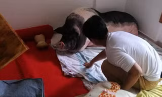 Chú lợn Du Du giờ đã nặng tới 150 kg. Ảnh: Koreaboo.