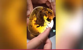 Hóa thạch chim nguyên vẹn nhất trong hổ phách 99 triệu năm