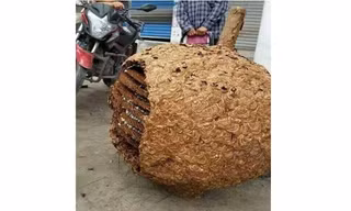 Tổ ong 40 kg được tìm thấy trong cánh rừng ở Hà Nam, Trung Quốc. Ảnh: Sina Weibo.