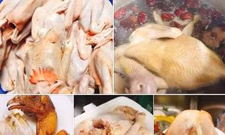 Truy nguồn gốc gà ri đặc sản mổ sẵn 60 ngàn đồng/con