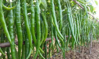 Ngắm ớt lạ siêu dài, quả đỏ vàng chi chít