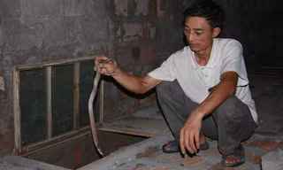 Hơn 20 năm nuôi rắn, lão Đông giờ là tỷ phú vùng chiêm trũng. 