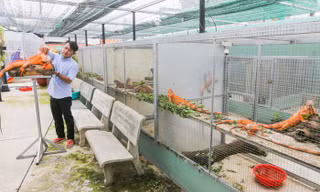 Anh Dương Sếu Hòa là chủ hơn 150 con rồng Nam Mỹ.