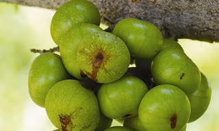 Lợi ích sức khỏe của quả sung