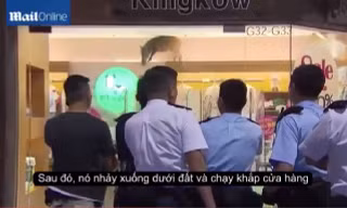 Lợn rừng ‘từ trên trời’ rơi xuống... cửa hàng quần áo