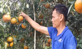 Nhờ quả cam, xã miền núi nghèo thành phố thị