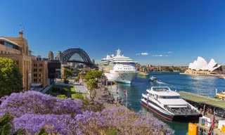 Mùa phượng tím rực rỡ ở Sydney