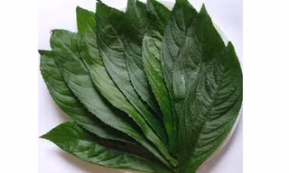 Lá xương sông trị ho tiêu đờm