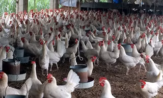 Khu vực đồi Mé, xã Thanh Vân đang được nhiều người ví là “thủ phủ nuôi gà đẻ trứng”, với số lượng từ vài nghìn đến vài chục ngàn con mỗi hộ.