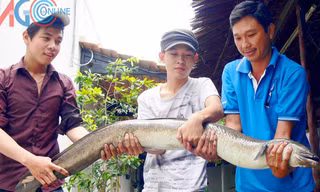 Cá chình do ngư dân bắt được. 