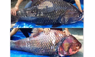 Cặp cá hô "khủng" vừa được vận chuyển về Sài Gòn