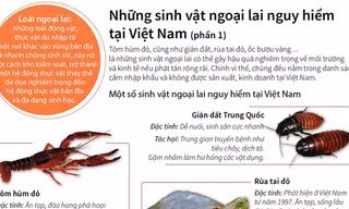 Những sinh vật ngoại lai vô cùng nguy hiểm tại Việt Nam
