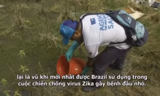 Brazil thả cá nước ngọt ngăn chặn virus Zika gây teo não