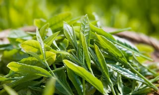 Uống gì detox để khỏe đẹp trong mùa hè?