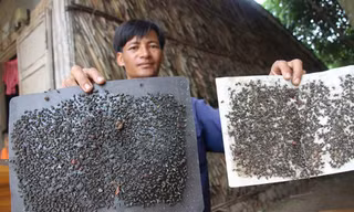 Mỗi ngày anh Thái bẫy hơn 10 miếng keo dính, nhưng ruồi vẫn không giảm.