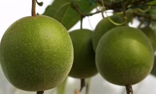 Không phải ai cũng có thể uống nước quả la hán.