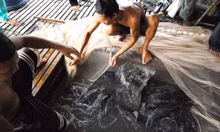 Hiện nay, cá lăng nha trở thành loài cá đặc sản, có mặt ở trong nhà hàng ở miền Tây và TP.HCM. Ảnh: Ngọc Trinh/ Zing