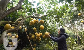 Người dân trồng bưởi Diễn vui mừng khi năm nay bưởi được mùa lại được giá