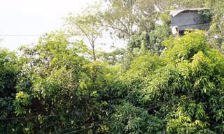 Cụ ông miền Tây 20 năm cất căn chòi 9 tầng trên ngọn cây