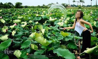 Những bức ảnh sen "áo yếm, thả rông" bị cư dân mạng ném đá. (Nguồn ảnh: Facebook).