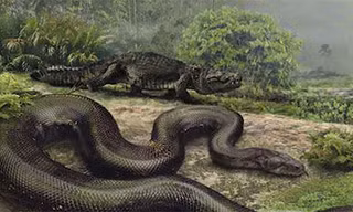 Rắn khổng lồ Titanoboa được cho vẫn còn sống trong rừng rậm Amazon.