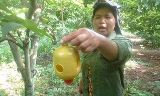 Chiếc bẫy bả ruồi vàng đem lại hiệu quả cao *ảnh: Duy Chiến