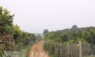 Mỗi héc-ta cam có thể thu về được 1 tỷ đồng mỗi vụ cho người dân thị trấn Cao Phong