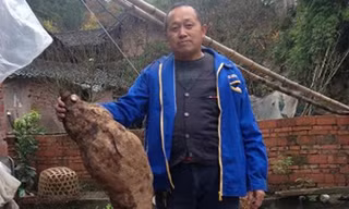 'Vua sắn dây' dài 1,4 mét giống hình chân người