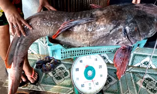 Con cá lăng đuôi đỏ nặng 43 kg. Ảnh: Kh.Uyên