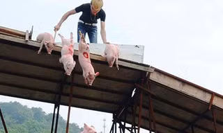 Quái chiêu cho heo “bay” để hút du khách 