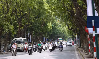 Hái sấu đầu mùa kiếm tiền triệu mỗi ngày ở Hà Nội