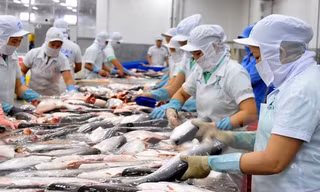 Cơ quan chức năng Mỹ sẽ thực hiện lấy mẫu kiểm nghiệm với từng lô hàng da trơn. Ảnh minh họa
