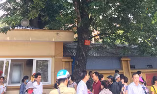Cây sưa trước cổng viện 108 rất có giá trị nhưng ít ai biết
