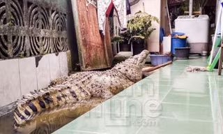 Kojek sống trong nhà Muhammad suốt 20 qua