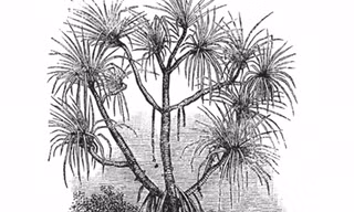 Mô phỏng cây Pandanus candelabrum. Ảnh: Shutterstock