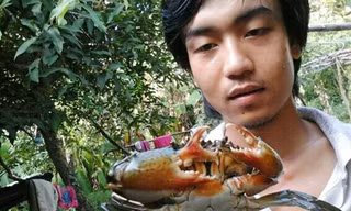 Anh Khê giữ lại cua 3 càng để nuôi làm cảnh. Ảnh: Việt Tường.