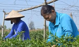 Người trồng ớt tất bật chăm sóc cây ớt, mong đạt sản lượng tốt nhất và bán với giá 35.000 đồng mỗi kg.