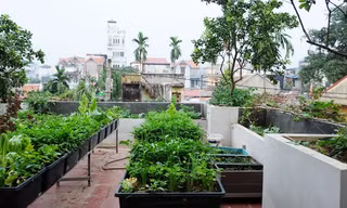 Vườn rau xanh tốt của chủ nhà ở phố