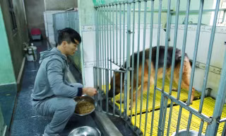 Anh Sơn cho những chú chó hoang mang về nuôi ăn tối