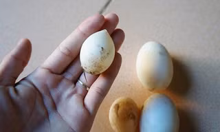 Cùng một đàn vịt nhưng trứng của gia đình bà Cường khi thì rất nhỏ, khi lại chứa tới 2 lòng đỏ. 