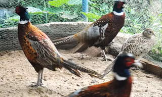 Chim Trĩ đẻ trứng trên nền cát ở chuồng nuôi của gia đình anh nông dân Đồng Rân.Ảnh:Trí Tín