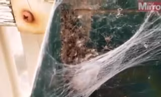 Hàng trăm con nhện “phục kích” trong thùng thư báo
